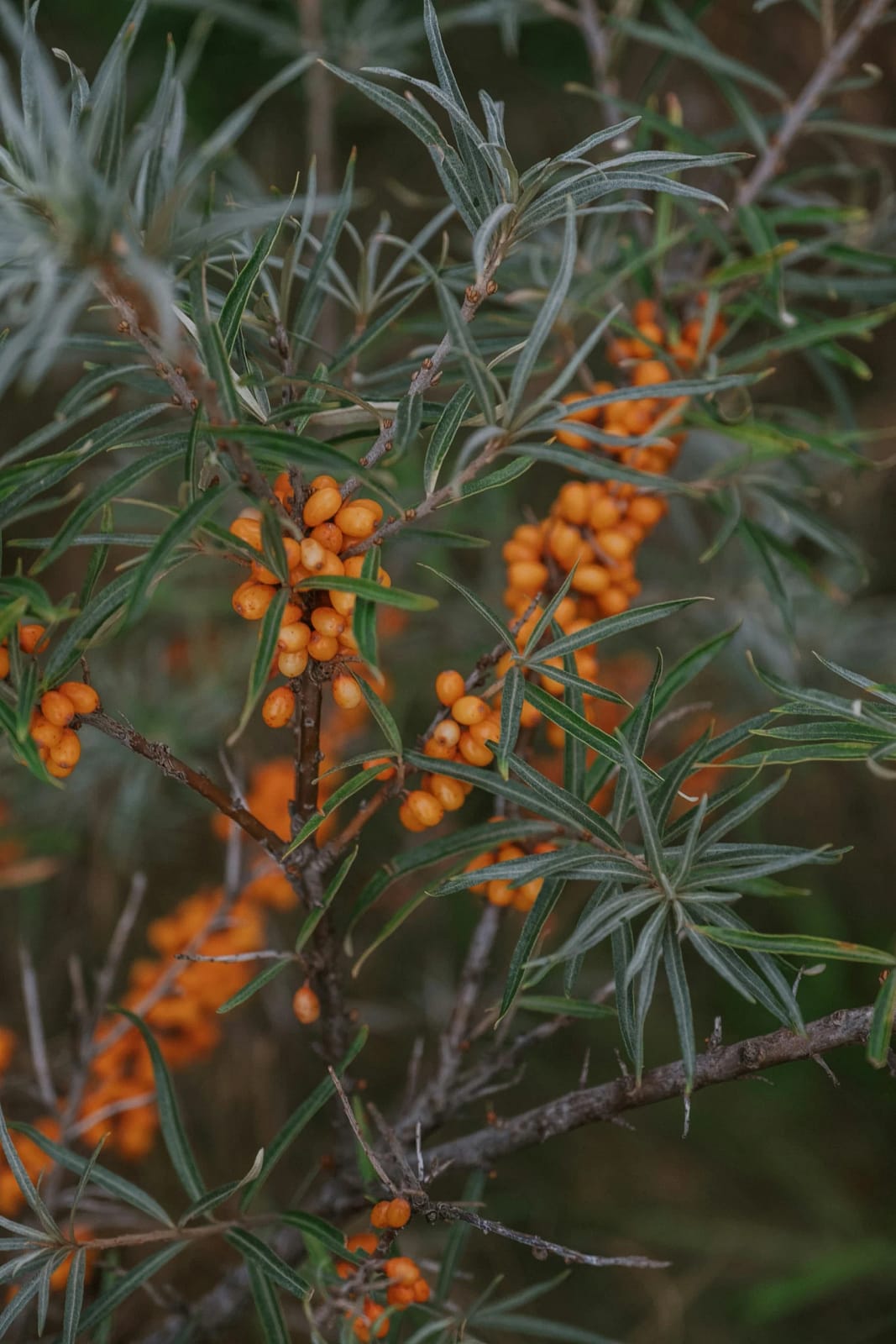 Edible Souvenirs: What Foodies Need to Pack from Kaliningrad sea buckthorn