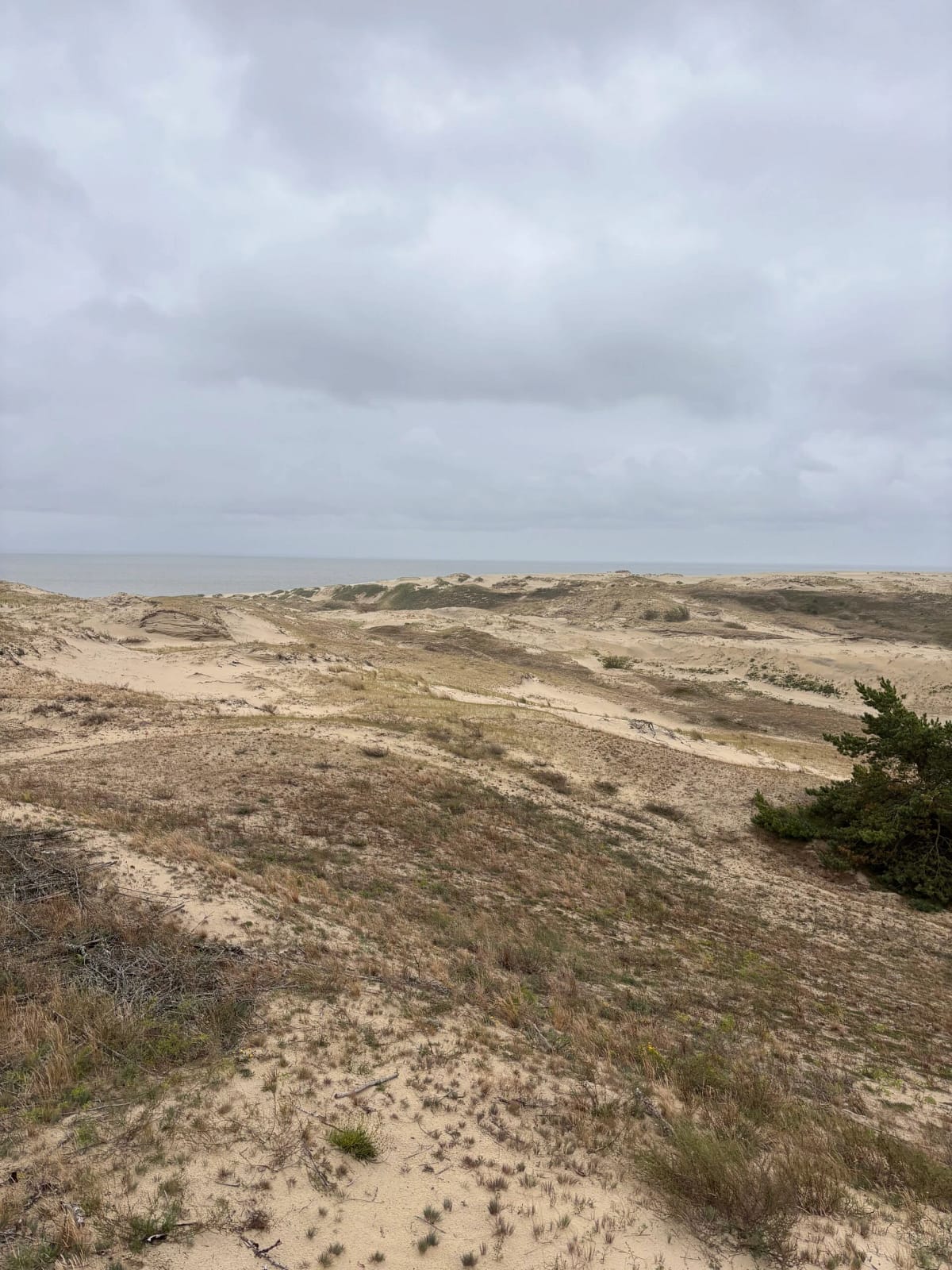 The Curonian Spit: Dunes, Pines, and the Dancing Forest dünen kurische nehrung
