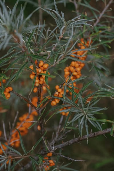 Edible Souvenirs: What Foodies Need to Pack from Kaliningrad sea buckthorn